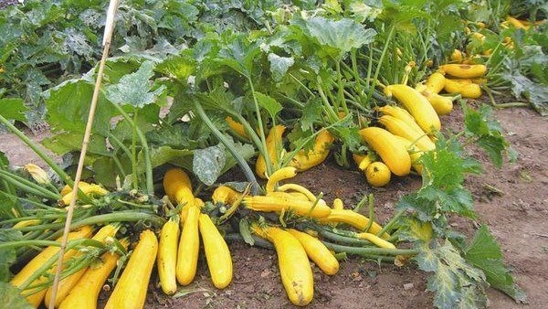 Фото с pinterest.com