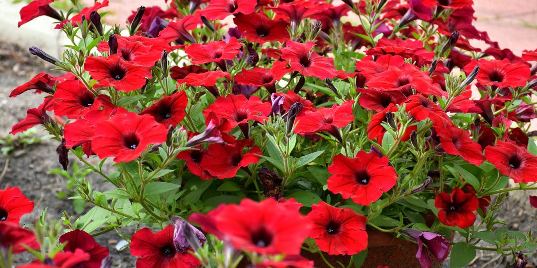 "Размножайте петунию так": рассказываю, как получить большое количество пушистых кустиков из одной пачки семян