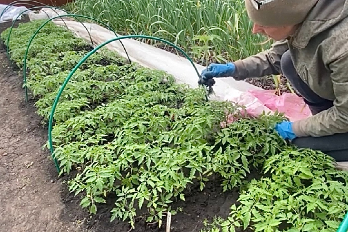 Собираюсь на рынок. Кадр из видео о выращивании рассады на продажу.