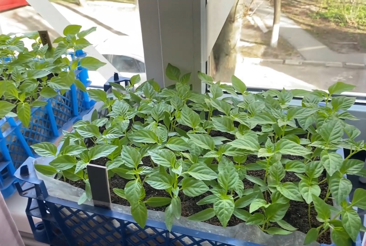 Рассада болгарского перца на подоконнике в квартире. Апрель 2024 г.
