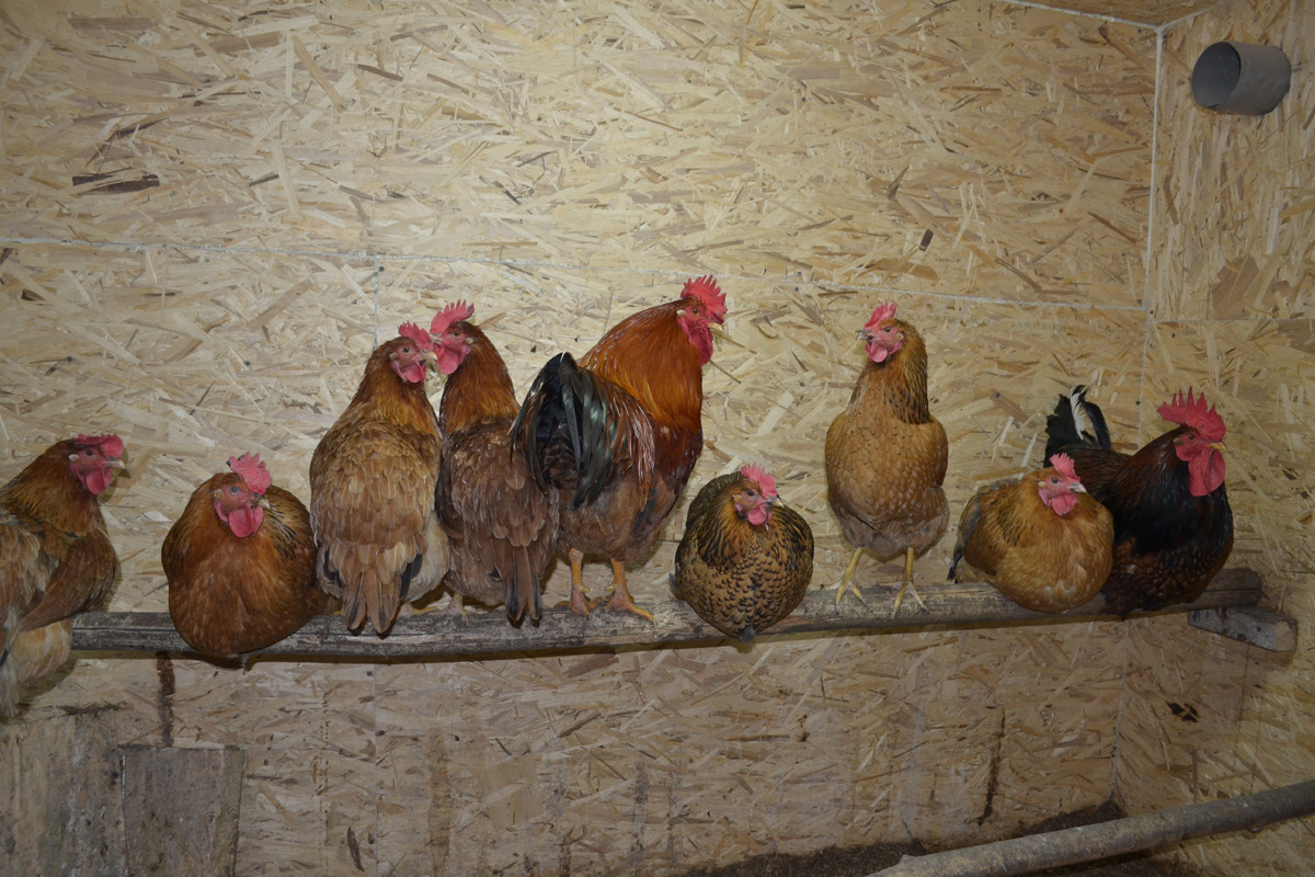 Вот такие были красавцы