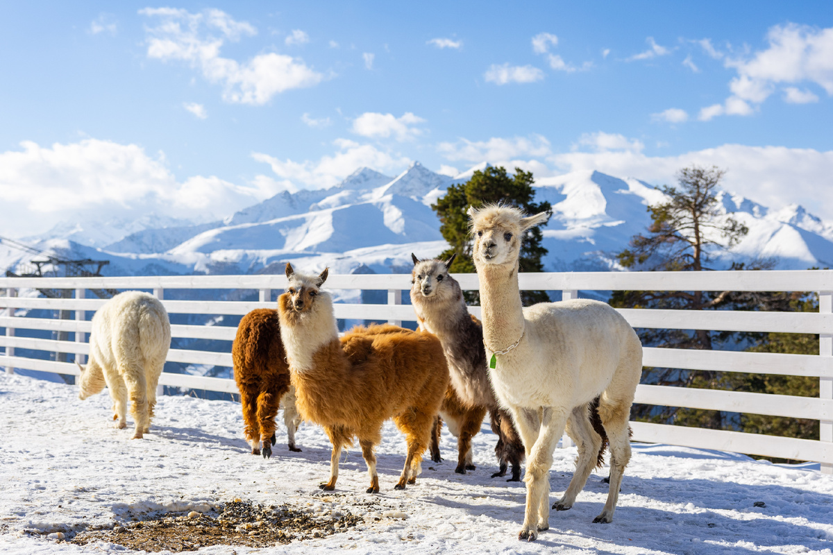 Источник: resort-arkhyz.ru