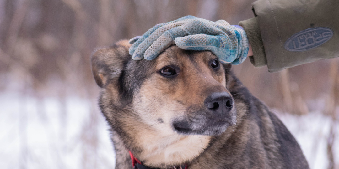 Тео - скромный, молодой пёс, но его простая внешность может привести к тому, что он надолго останется в приюте