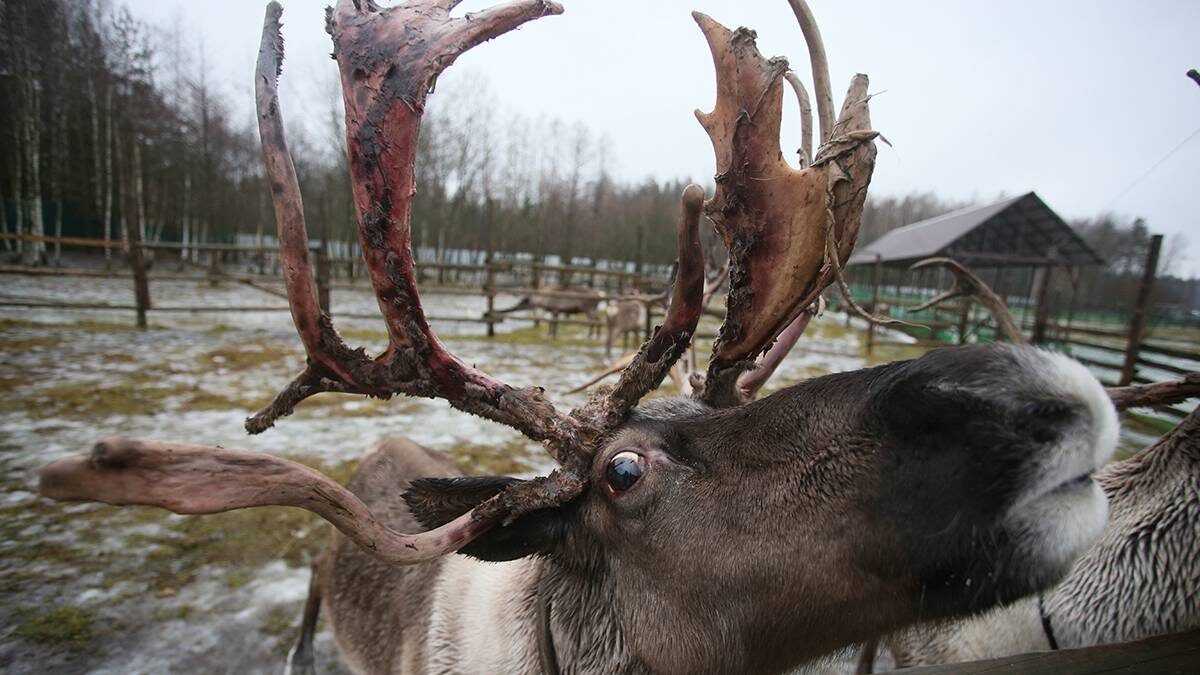    Фото: Антон Гердо / Вечерняя Москва