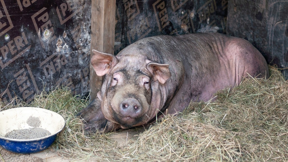    Фото: Ногинский муниципальный приют помощи животным