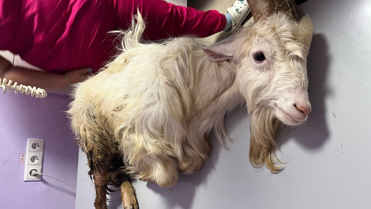    Фото: Ногинский муниципальный приют помощи животным