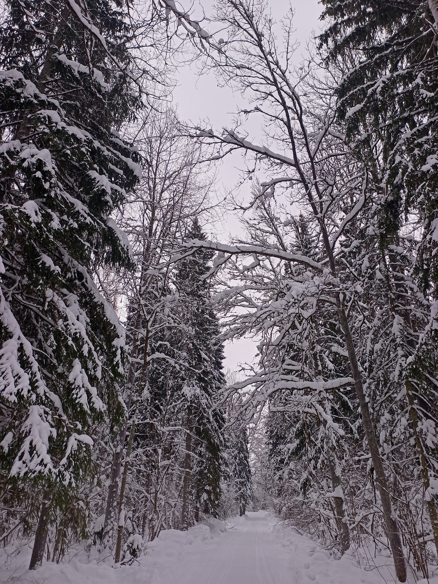Гулять за городом лучше всего по лесным дорогам. Фото из архива авторов.