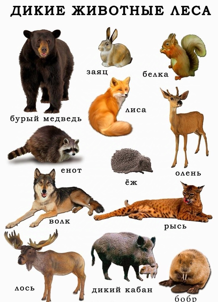 картинка из интернета