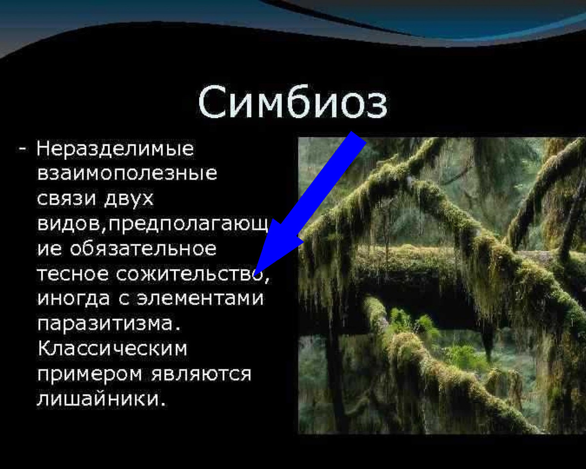    Уникальное слияние двух форм жизни