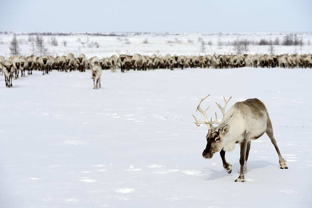 Фото из открытых источников