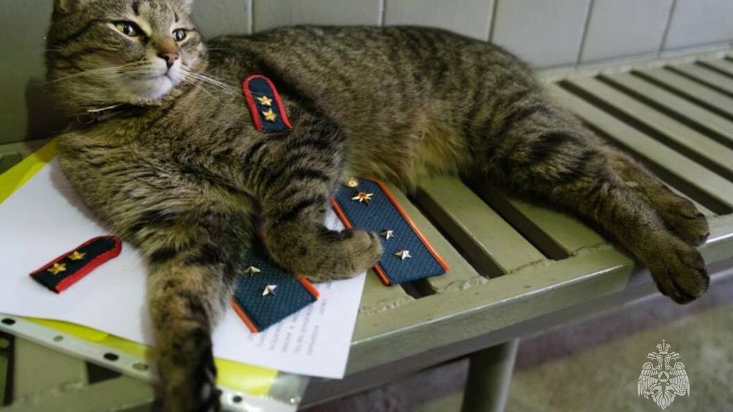    Фото: МЧС России