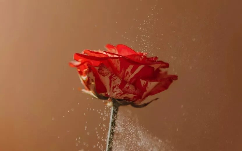    Гороскоп любви и отношений – какие чувства обещают звезды на неделе с 30 декабря по 5 января 2025 года