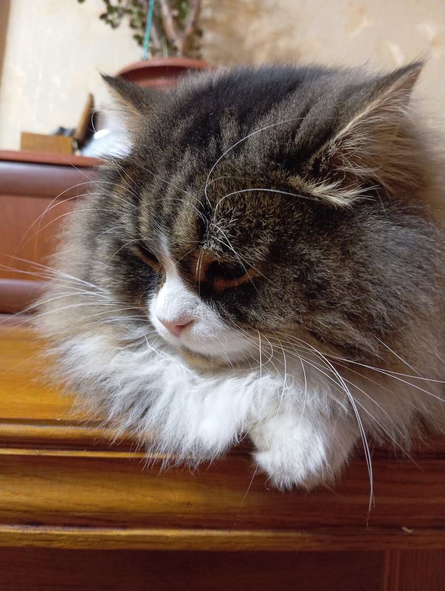 Зеновей вьюговей. Фото автора