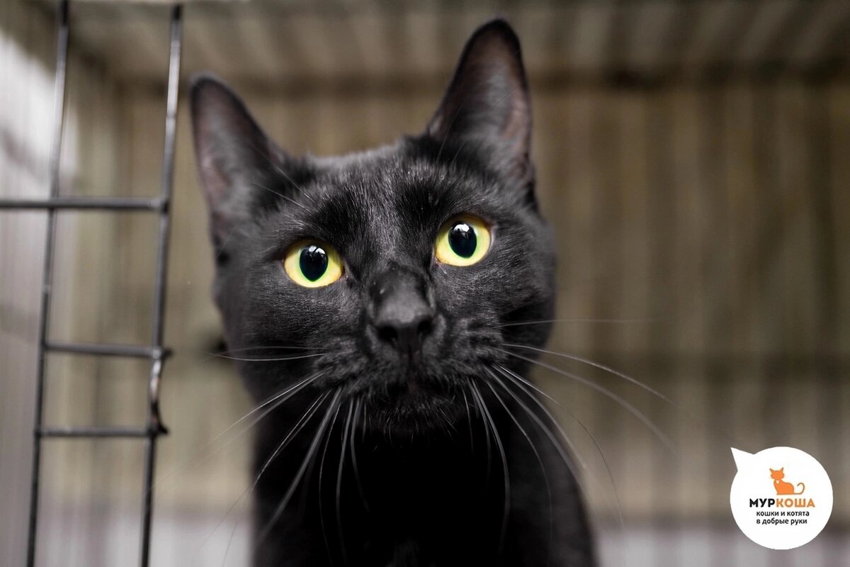 Васюня домашняя кошечка.