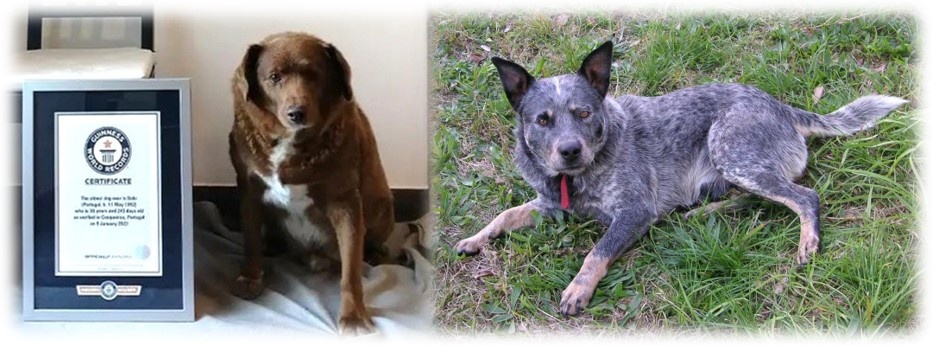 Боби и Блуи