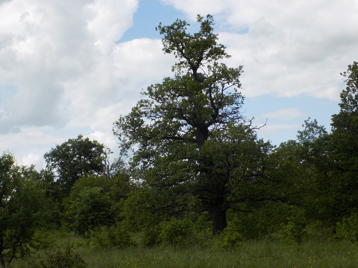 Дубовый лес паркового типа