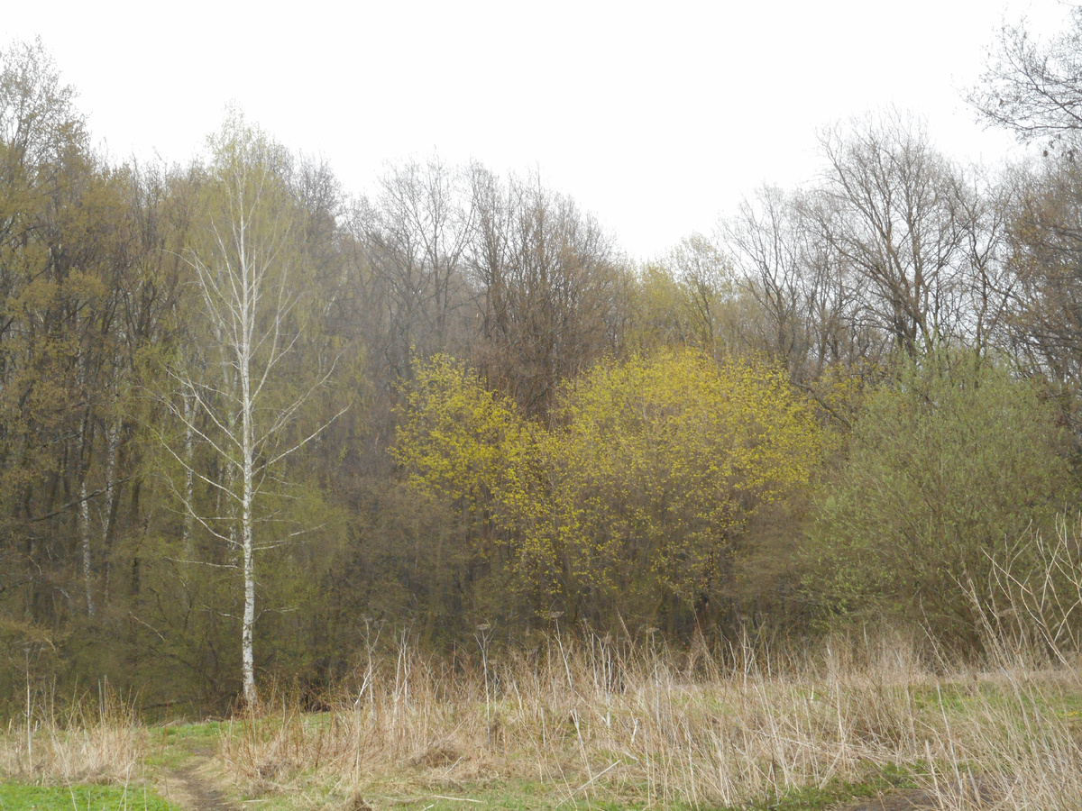 Лиственный лес весной. Скоро появятся первые гнезда