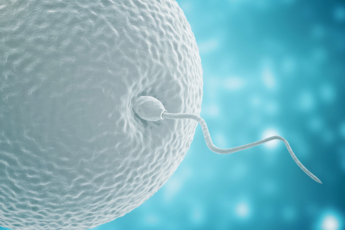 Слияние сперматозоида и яйцеклетки 