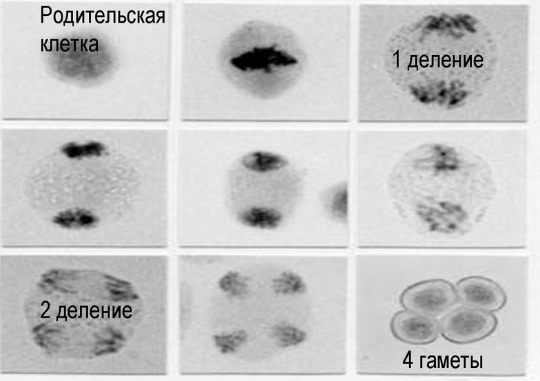 Цикл превращения клетки в половую (гаметы)