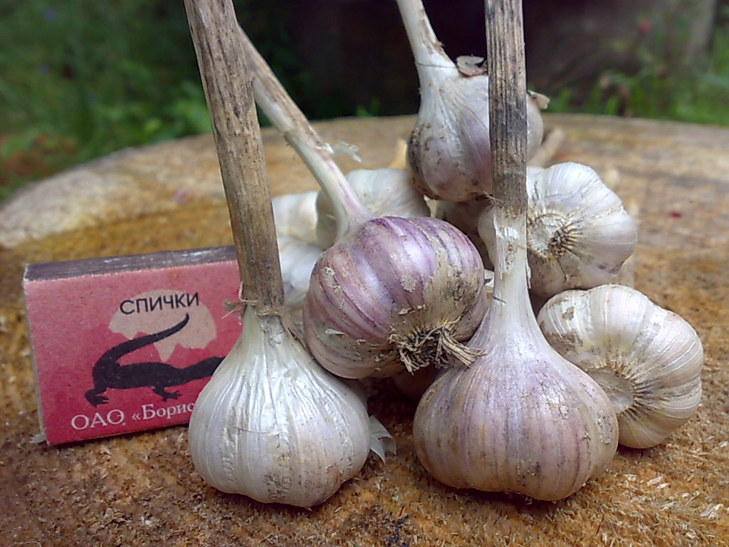 Озимый чеснок из семян