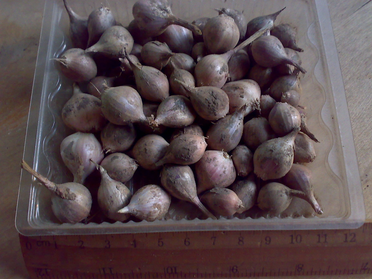 Озимый чеснок из семян, второй год