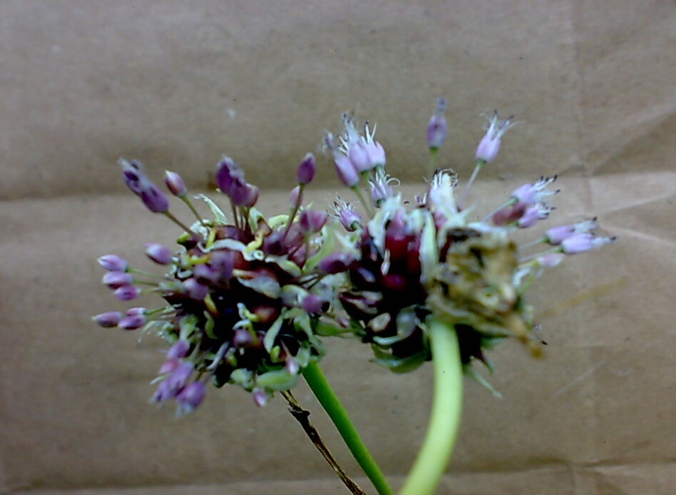 Цветущая чесночная стрелка