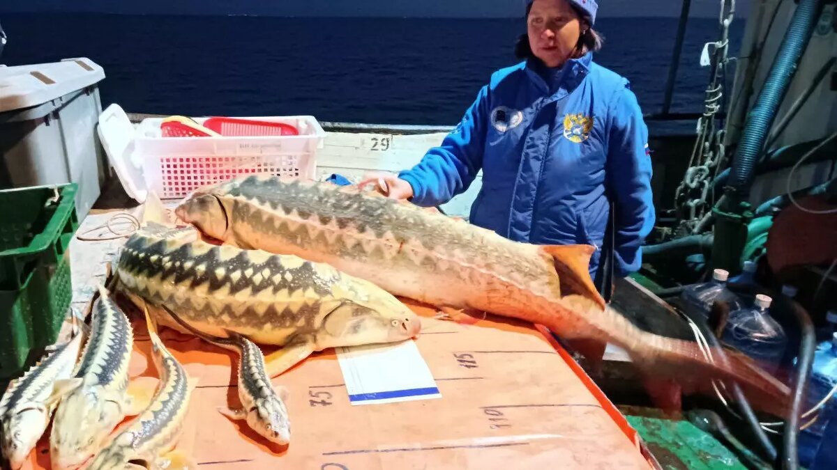     Автор: azniirkh.vniro.ru