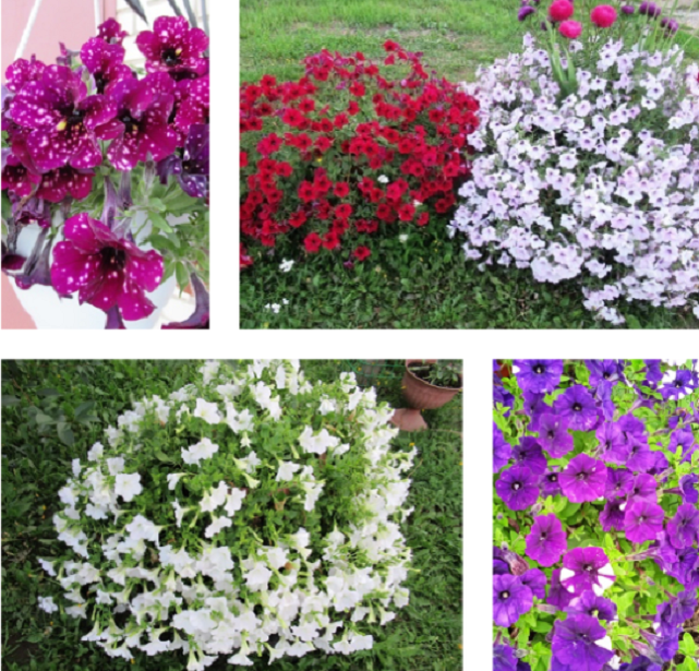 коллаж из фотографий автора