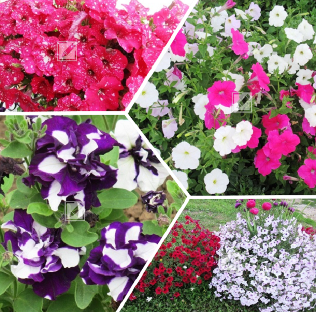 коллаж из фотографий автора