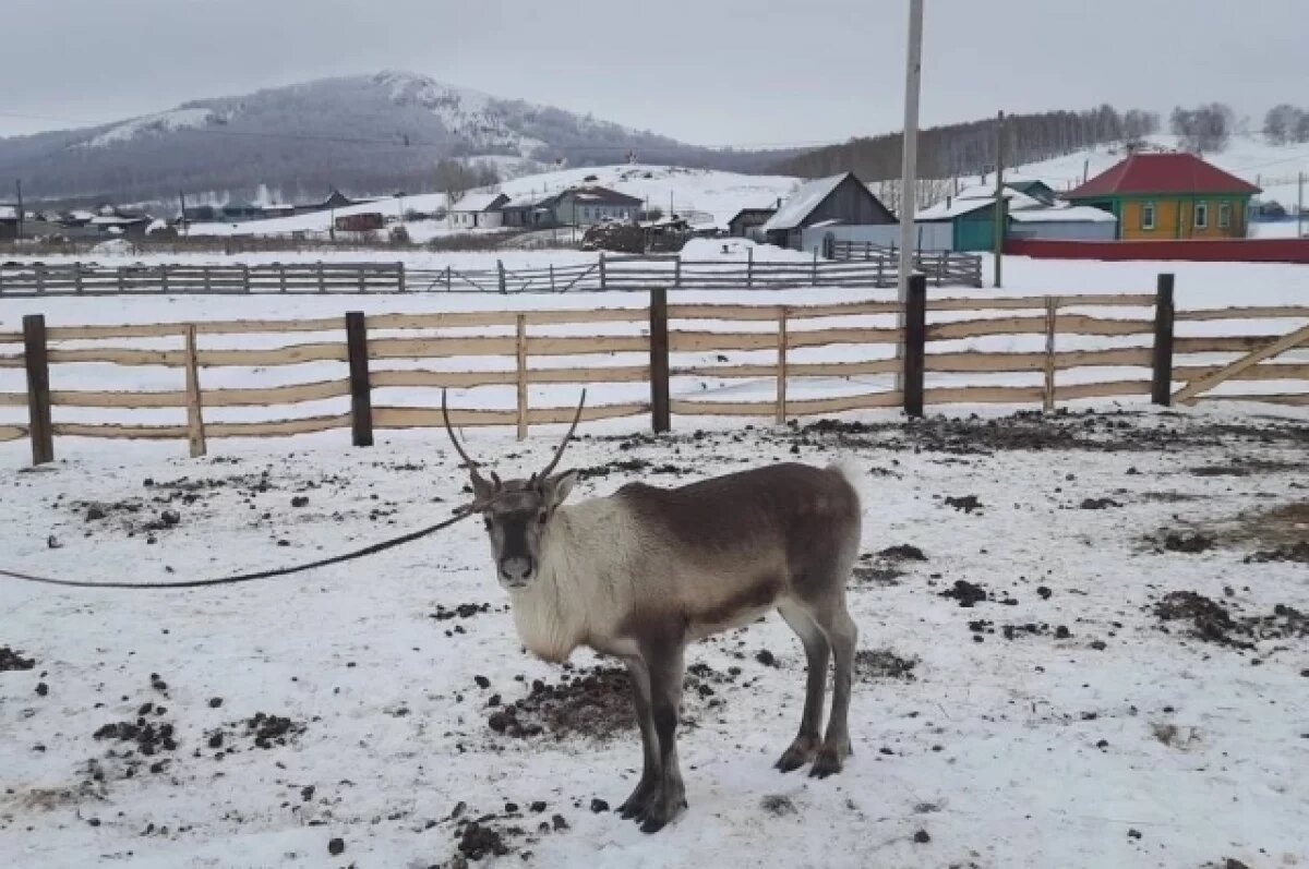    Лицо оленьей национальности.