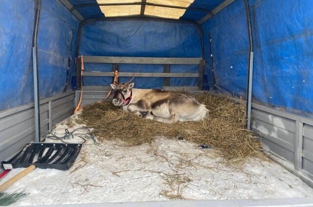    Так животное ехало в Башкирию с Севера. Фото: Олотау йыйыны