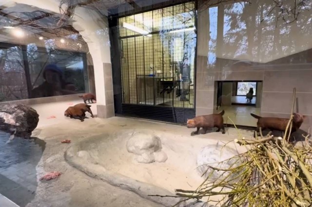   Скриншот из видео Калининградского зоопарка