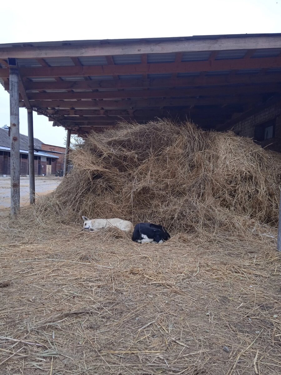 Это не все конечно😅, их более 10 по всей территории разных размеров и с разным характером.