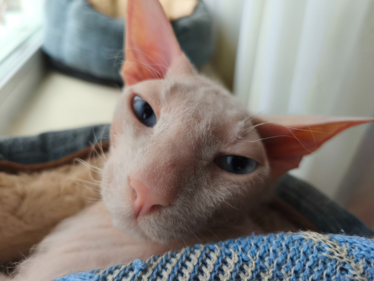 Сам, всё сам...