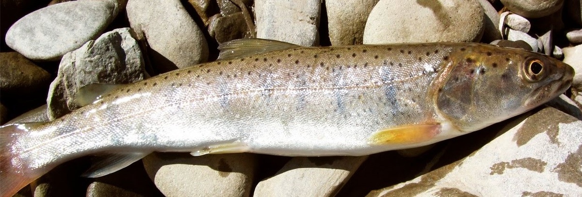 Форель речная горная