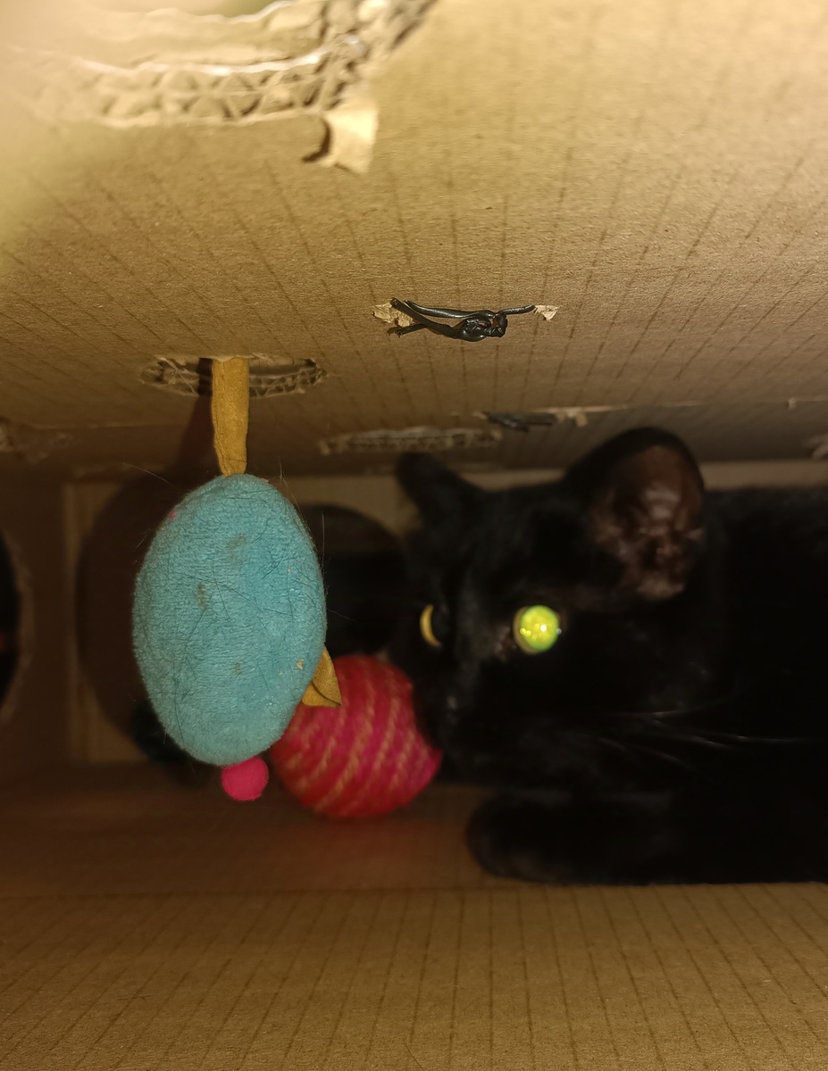 Миша смотрит на мир изнутри. Мир ему нравится. 