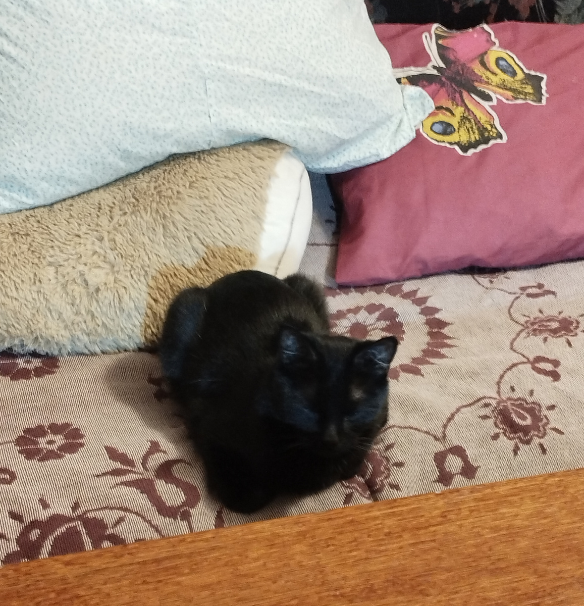 Отдыхает на диване 