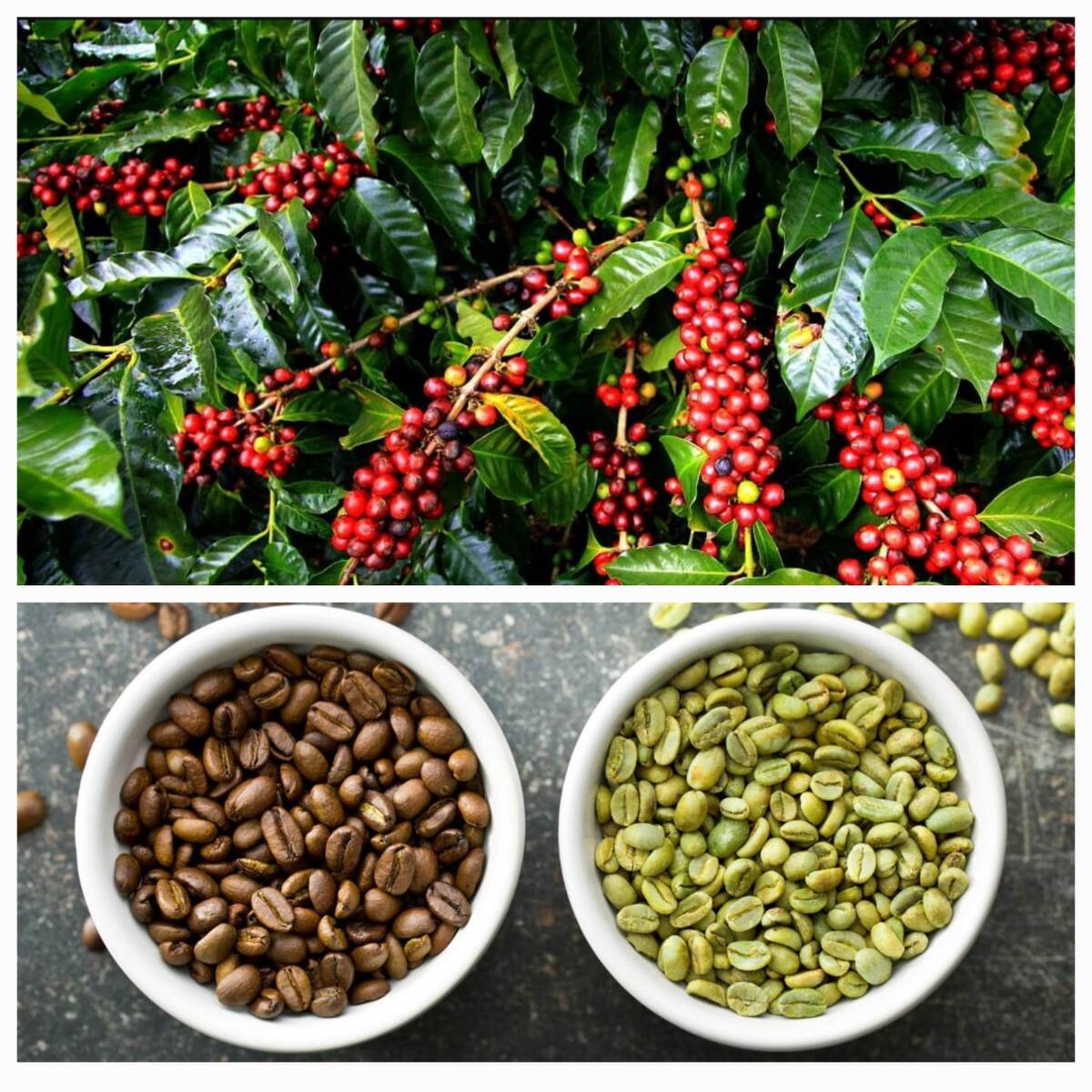 Кофейное 🌳 [зелёные зерна  кофе] обжареные зерна
