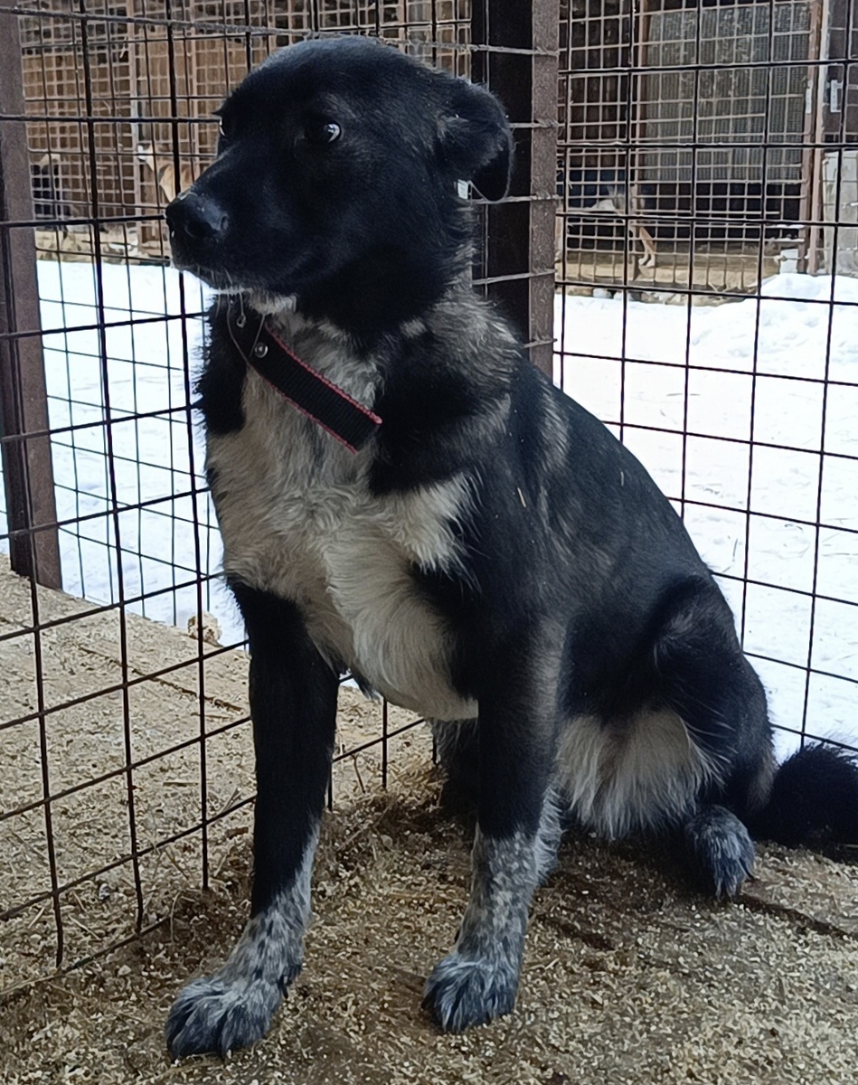 Тучка- собака бояка. 