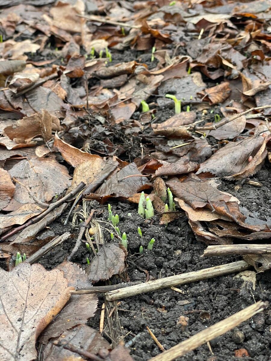 Krugozor / МГУ «Аптекарский огород» / В декабре 2024 взошли подснежники 