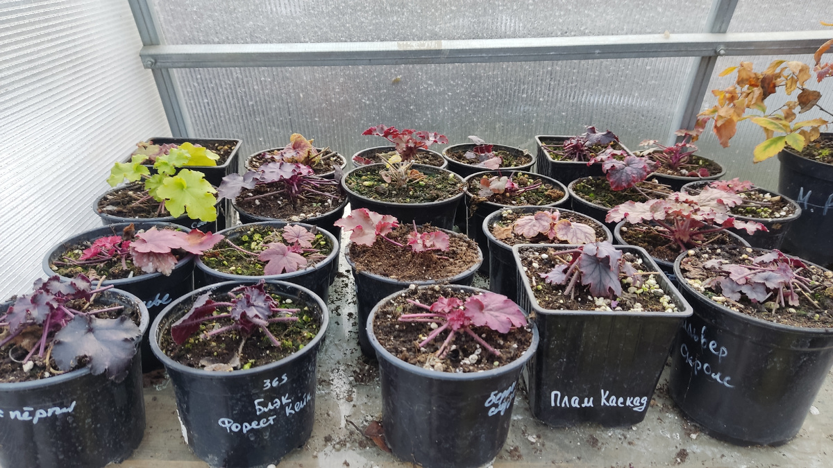 Выжившие гейхеры - покупала меристемные, пропало 60%, это самые сильные