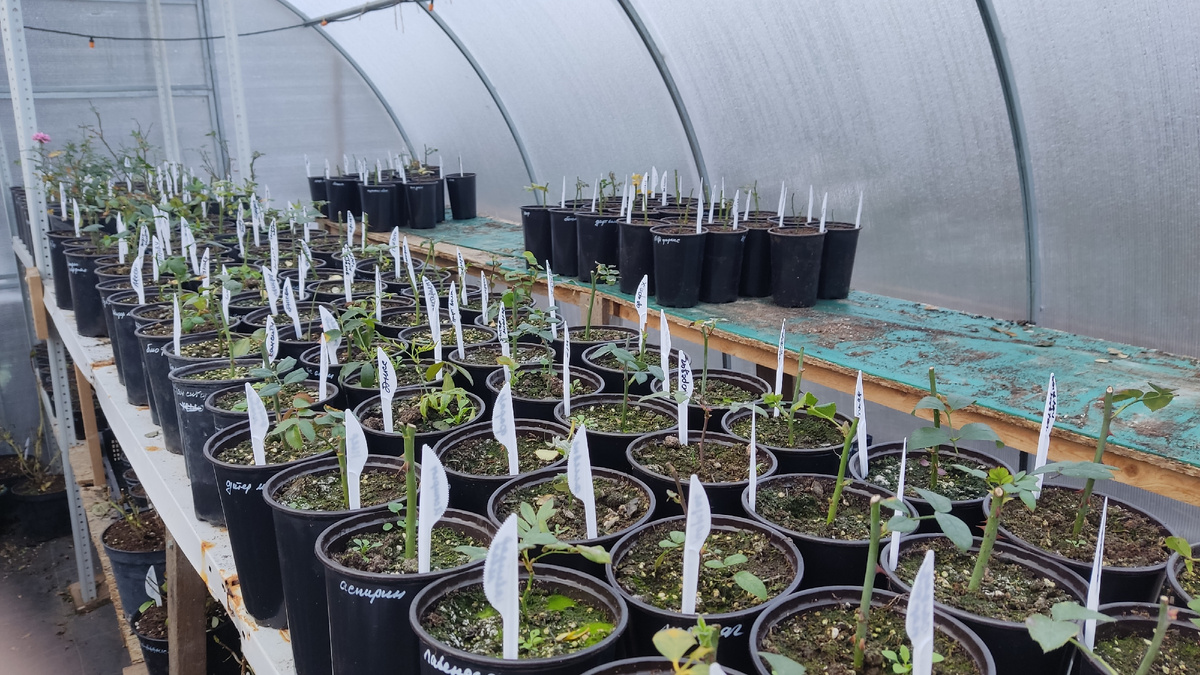 Зимуют корнесобственные розы, наращивают корневую