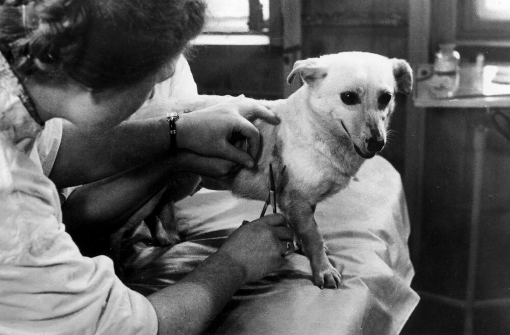 Котовская А.Р., непосредственный участник отбора и подготовки животных и человека к полётам, накладывает датчики перед экспериментом.