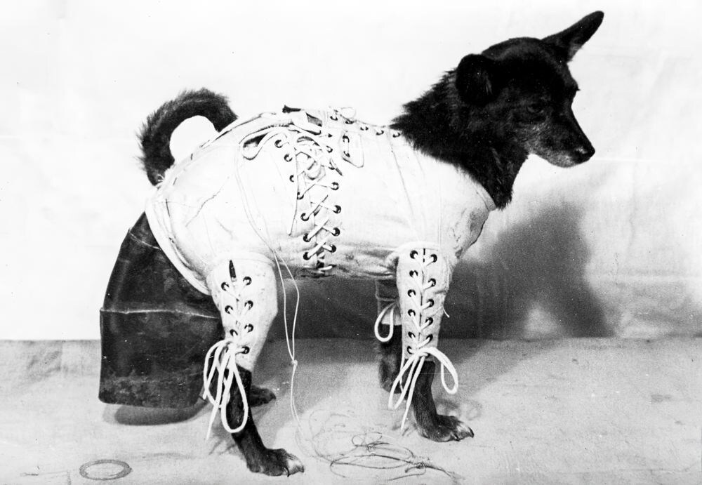 Система фиксации животного и ассенизационного устройства АСУ-2.