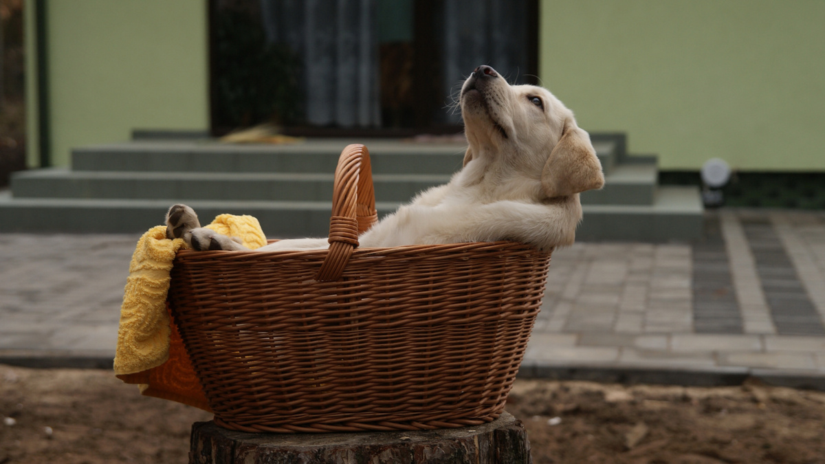 Лабрадоры не зря пользуются огромной популярностью: это наименее тревожные собаки. Фото Ryniu1234/Pixabay