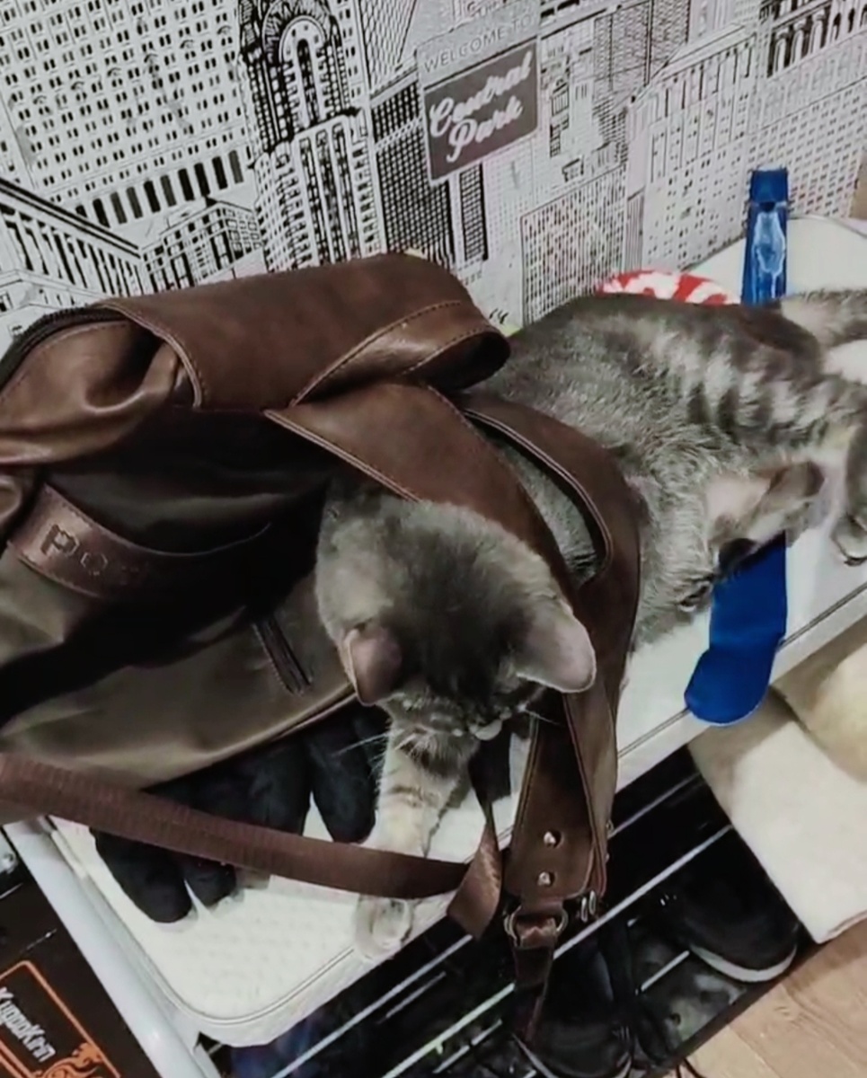 Кот Фантик куда-то собрался с Сашиным рюкзаком. Других фотографий нет. 