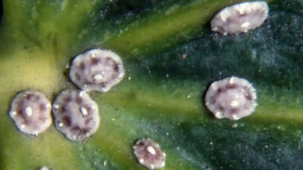 Фото:bugwoodcloud.org
Японская восковая ложнощитовка выявлена в России