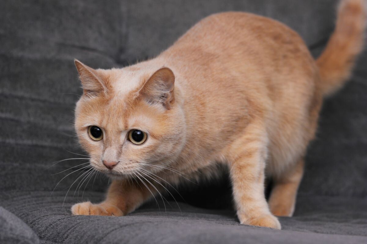 Почему кошки виляют задом перед прыжком	