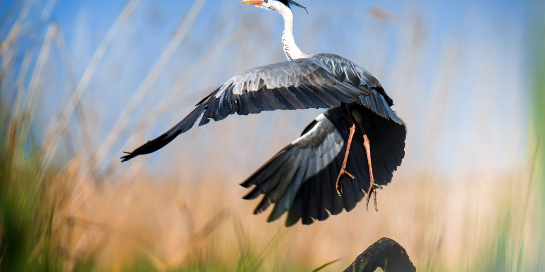 Дорога в волшебный мир природы. Всё только начинается! Лучшие фотографии живой природы уходящего года