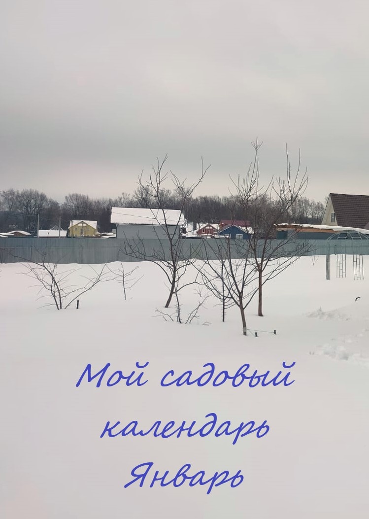 Мой садовый календарь Январь
